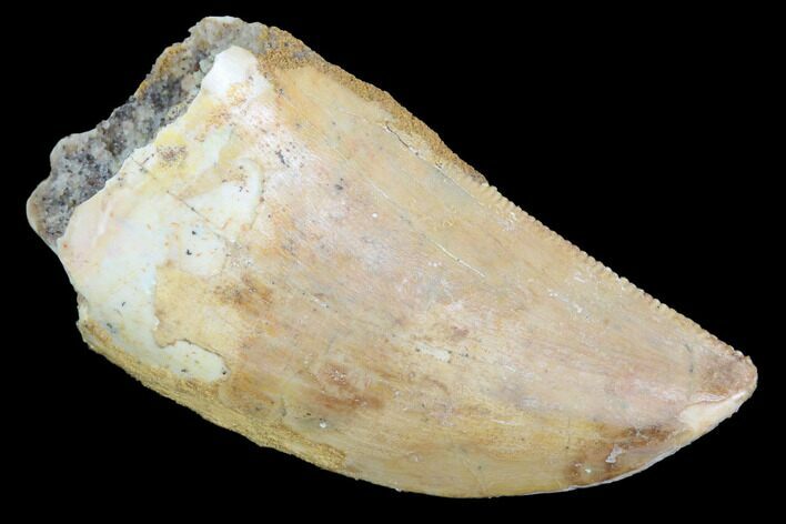 Serrated, Carcharodontosaurus Tooth - Morocco #93198